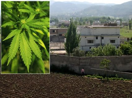 weed plants have been Tattoos Of Weed Plants. weed plants have been
