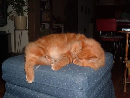 the orange cat