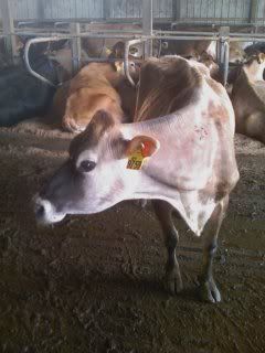 Price per pound of dairy cull cow - Cattle