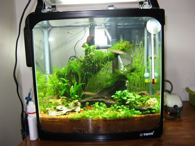 common fish tank plants. popular aquarium plant