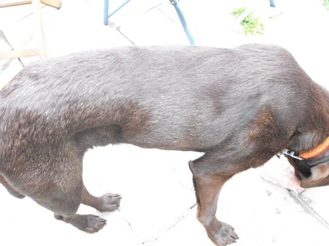 best food for pugs to eat