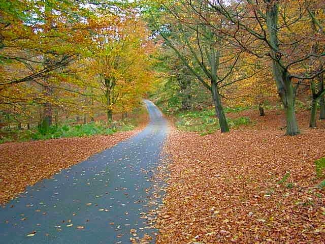 http://i27.photobucket.com/albums/c186/DavidKnapper/Autumn%20Tints/PB070003.jpg
