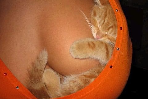 Though this was cute that's a nice boob and the kitty looks mighty comfy