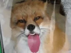 tumblr_lpvcg6dfUk1qce7tgo2_250.gif