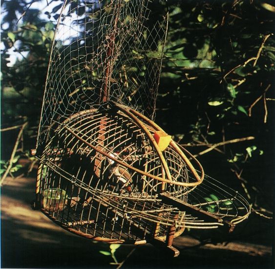Foy06.jpg