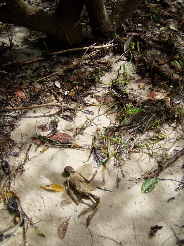 This is the scene of the faerie corpse discovery.
