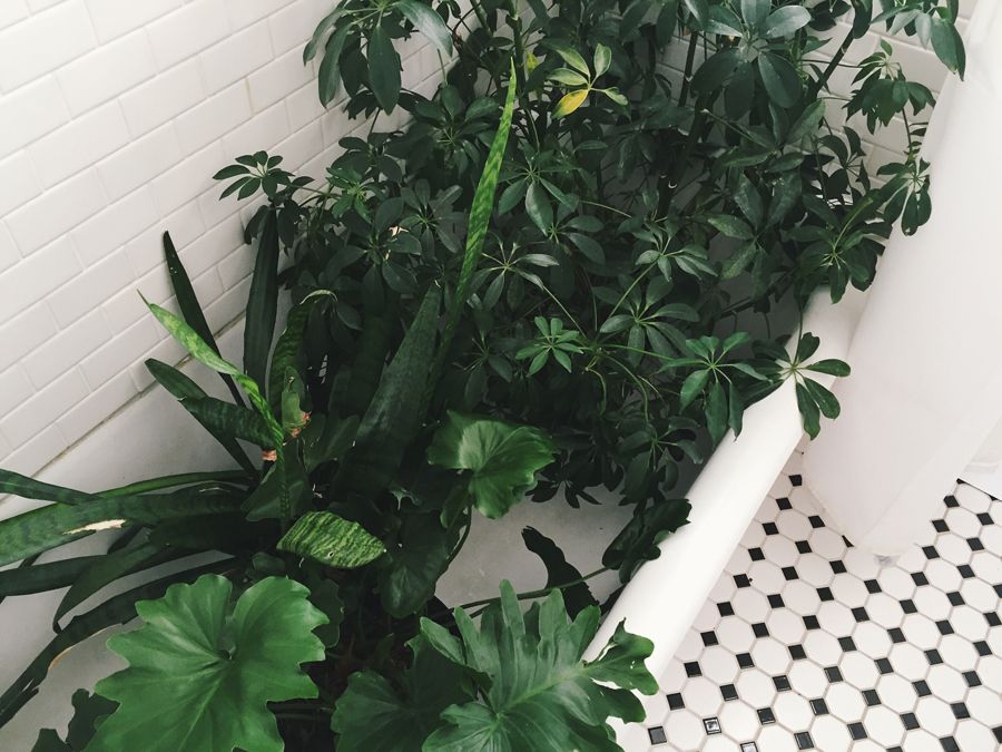photo brookecourtney_showeryourplants-3.jpg