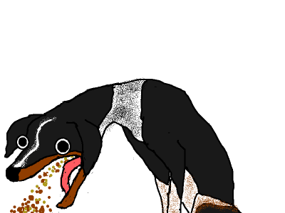 photo hyperboledog1.png