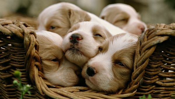  photo sleepingpuppies.jpg