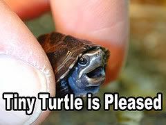 tinyturtle.jpg