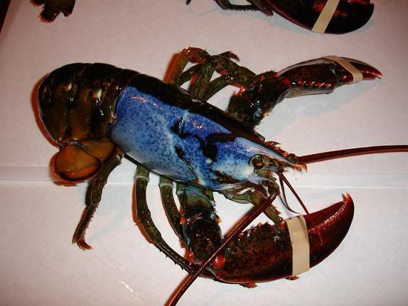 bluelobster.jpg