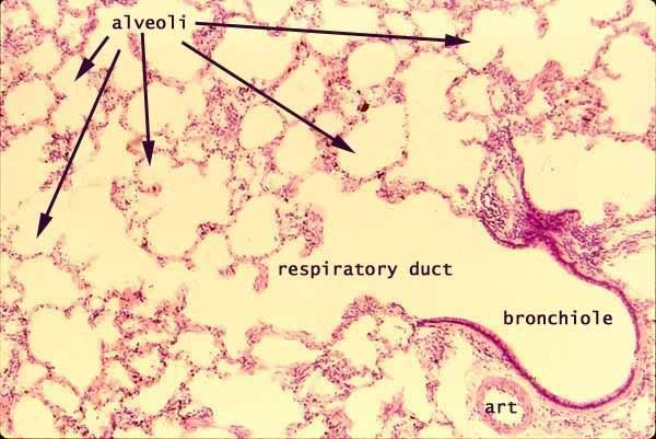 alveoli labeled