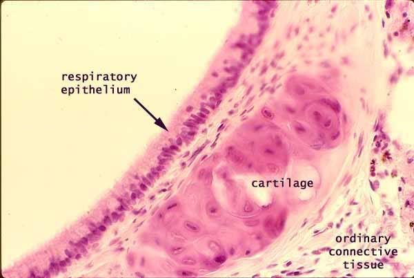bronchiolar cartilage labeled
