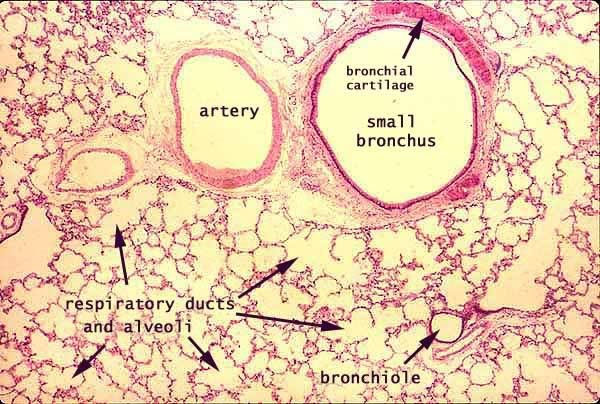 bronchus labeled