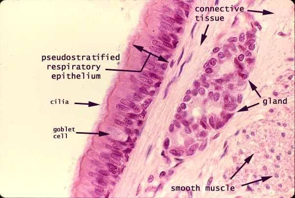 respiratory epithelium labeled