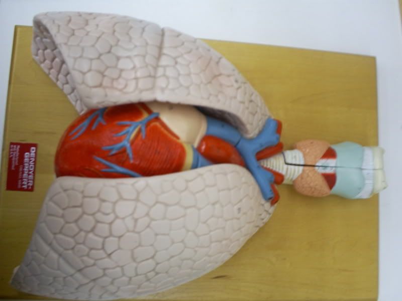 respiratory model