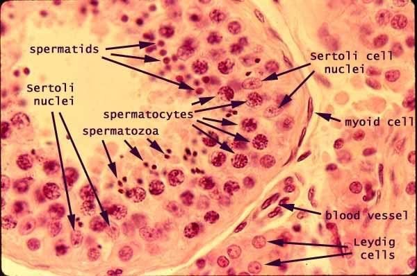 The cells in the testes that produce testosterone are called