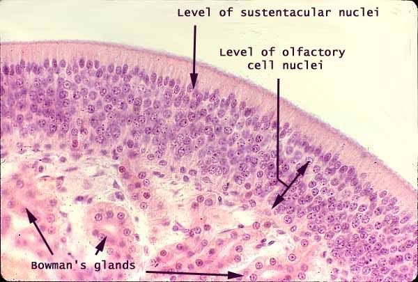Olfactory Bowmans Gland