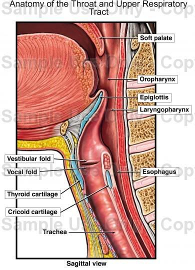 upper respiratory system