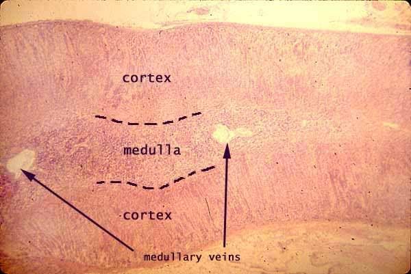 adrenal medullary veins
