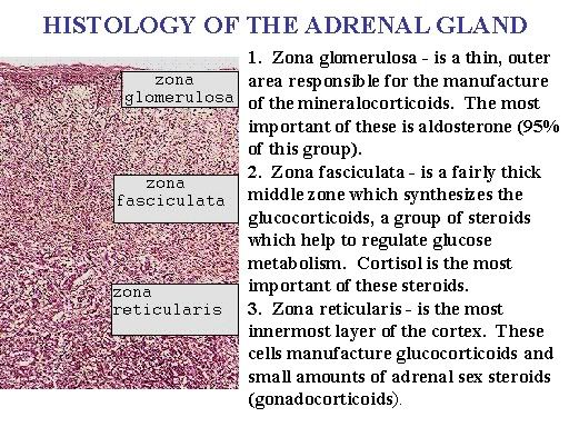 Adrenal zones with info
