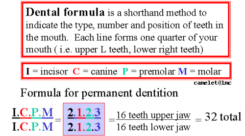 dental formula