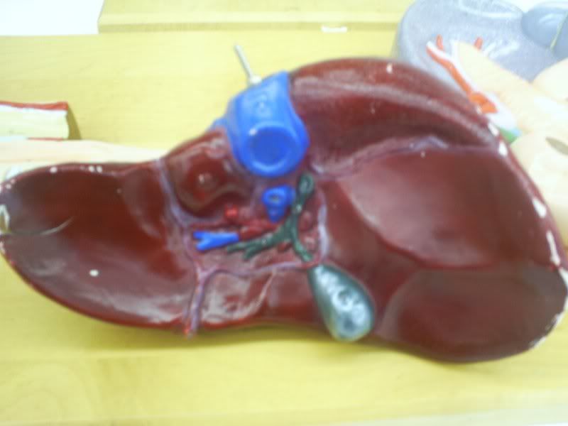 liver model 2
