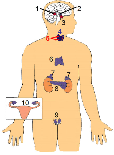 endocrine system