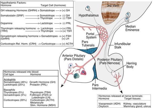 endocrine portal and hormones