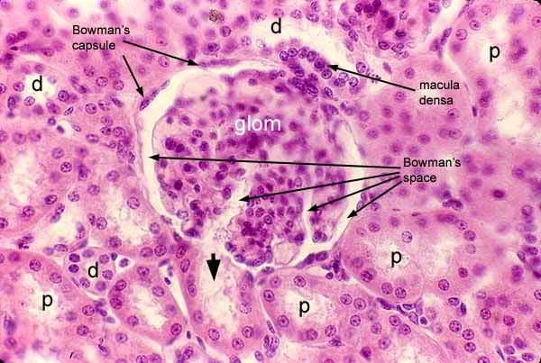 glomerulus macula densa