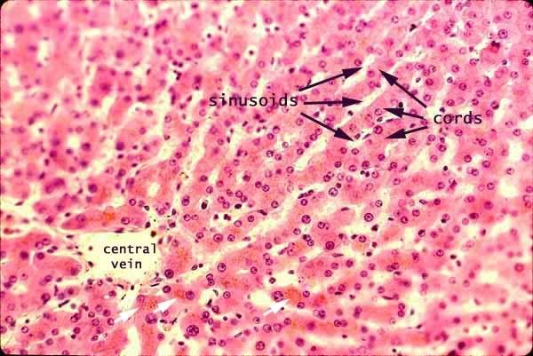 liver central vein