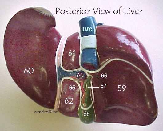 liver 4