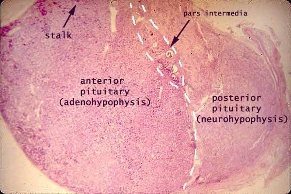 pituitary en entirity