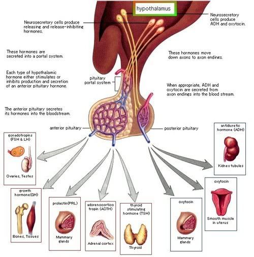 hypophyseal portal system