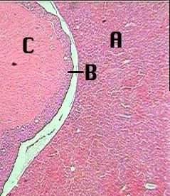 anterior pituitary