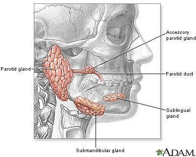 tonsils model