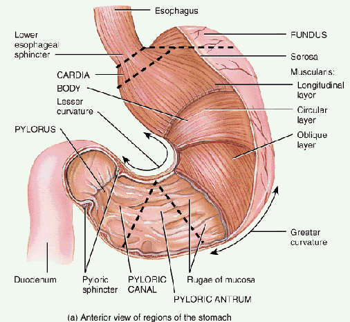 stomach regions