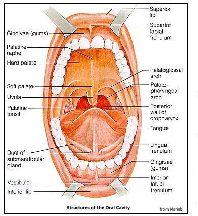 teeth