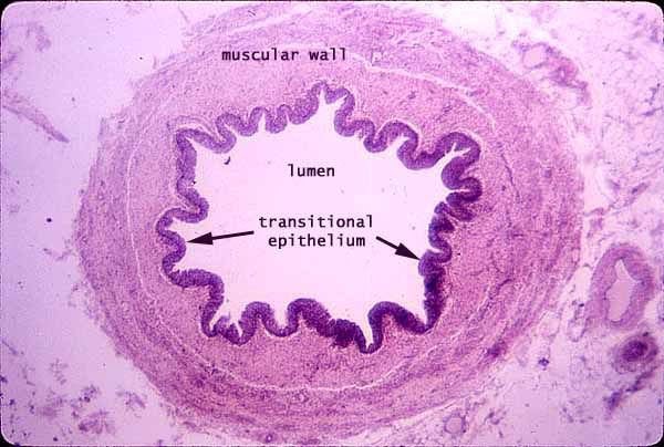 urethra layers