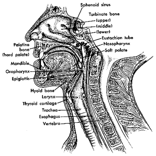 Anatomy Pharynx Larynx