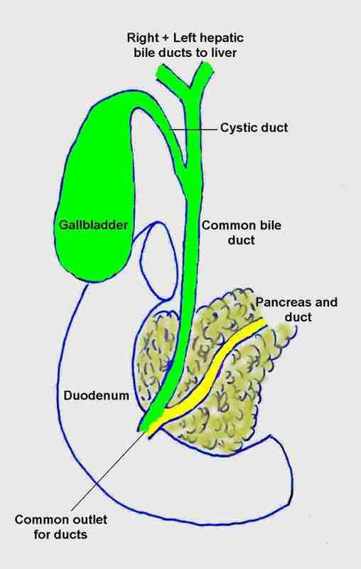 common bile duct cat. Bile duct drawing