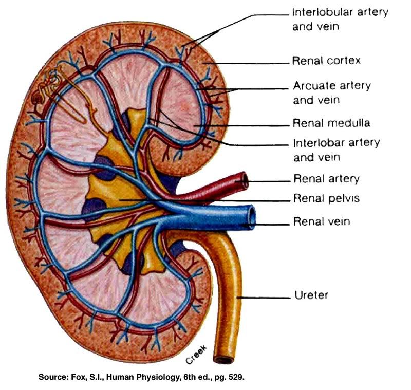 Kidney Lobe