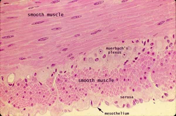 Skeletal Muscle Sarcolemma