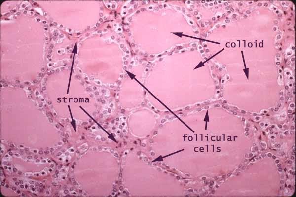 Thyroid Cell Diagram