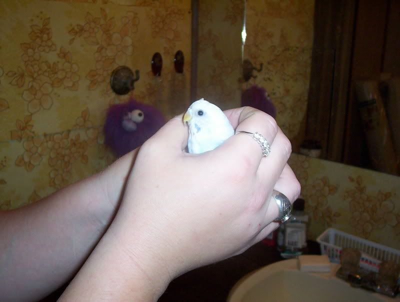 White Budgie