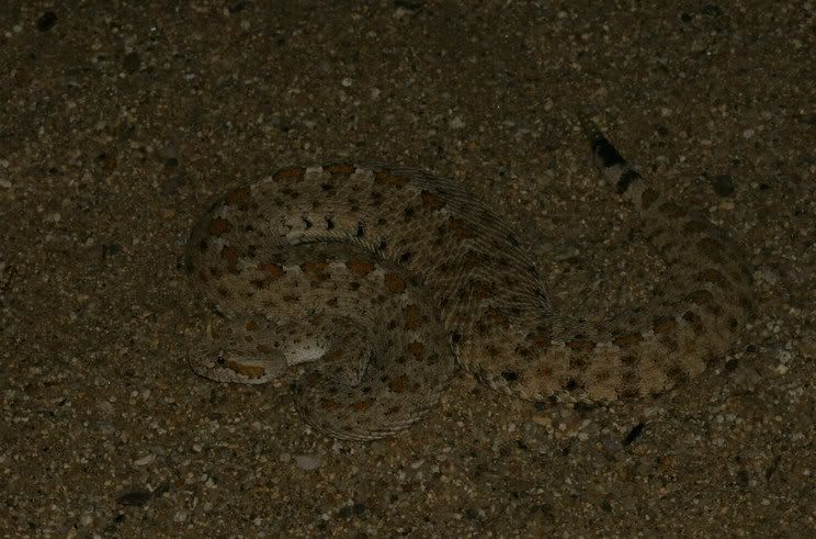 IMG_4068a.jpg