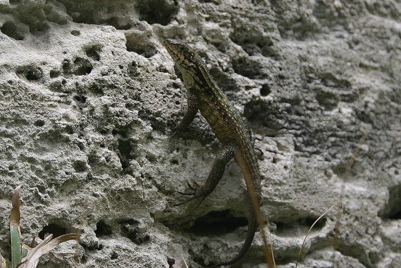 Picture068a.jpg