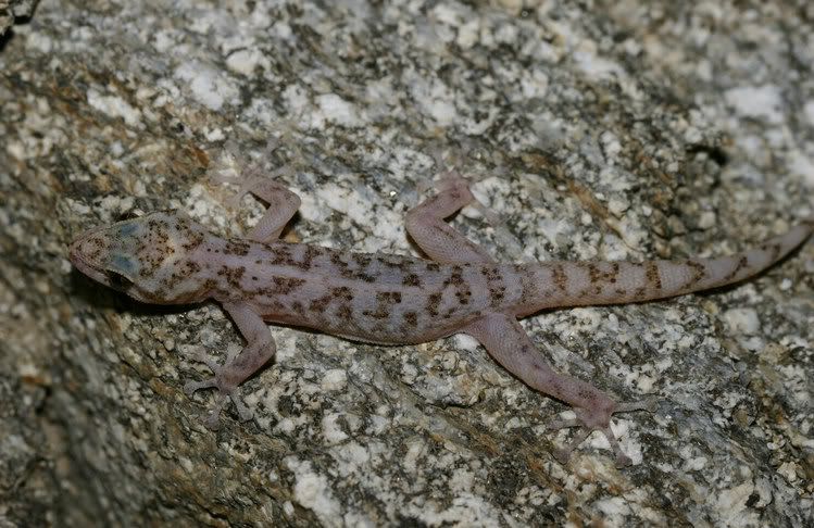 Leaf-toedGeckoa.jpg