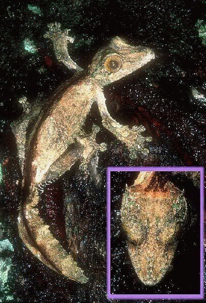 Uroplatus_alluaudi__Picture_by_Bill.jpg