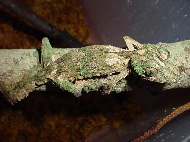 Uroplatus_alluaudi____1.jpg